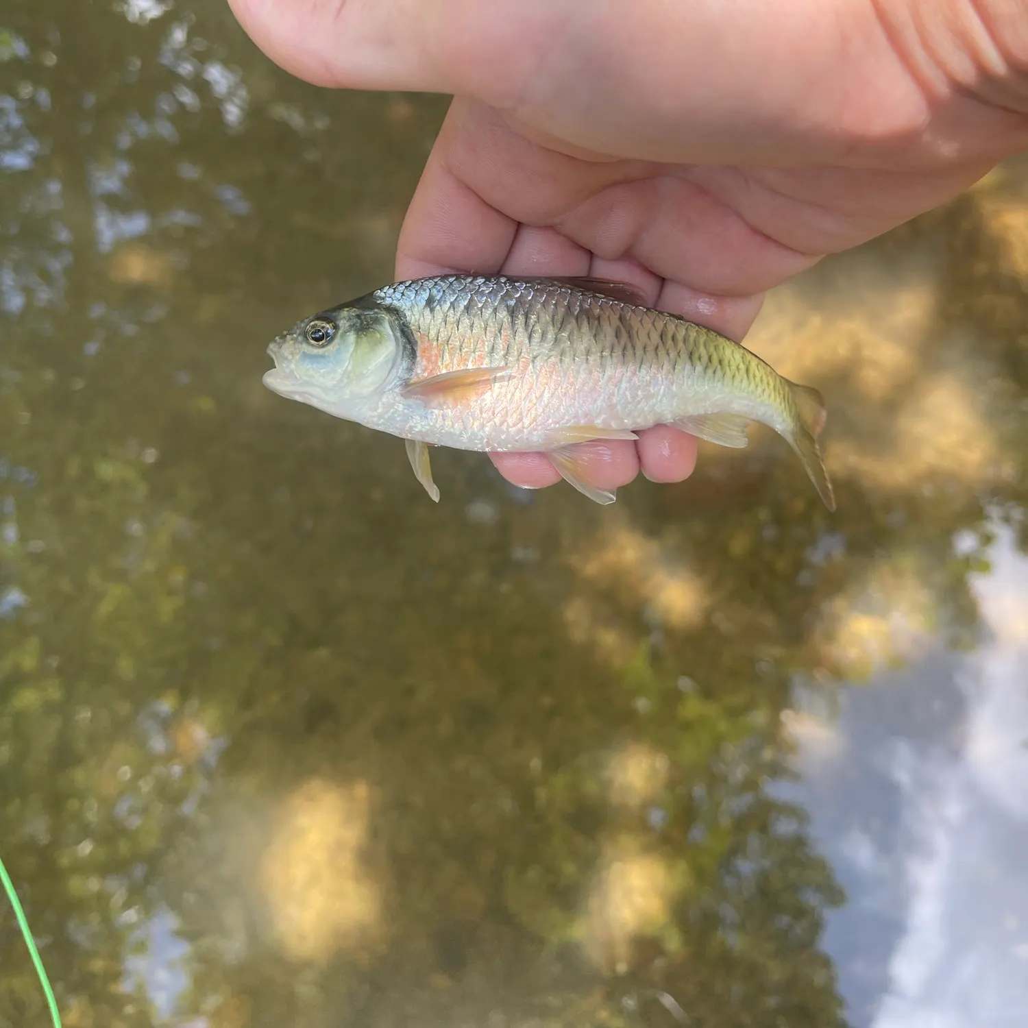 The most recent Striped shiner catches on Fishbrain