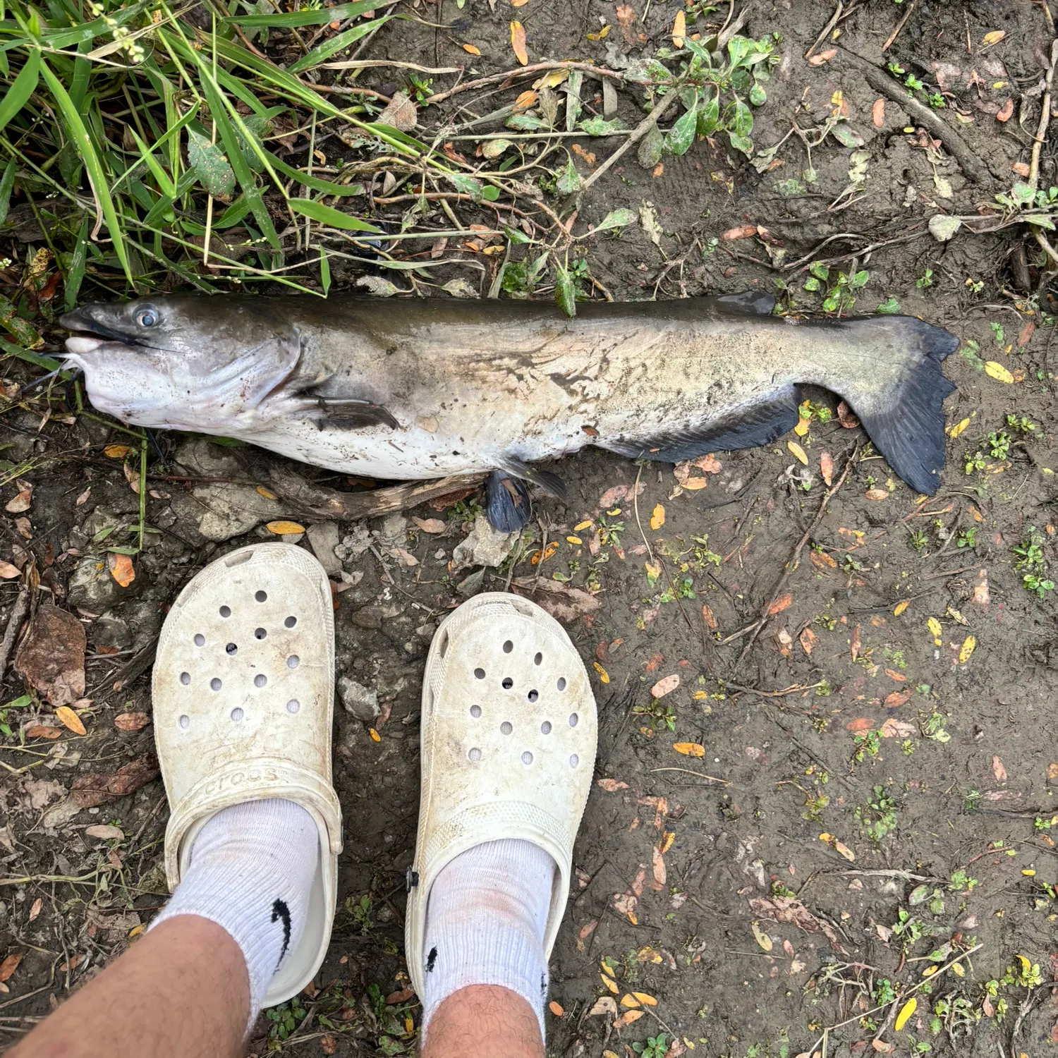 Channel catfish caught on Fishbrain