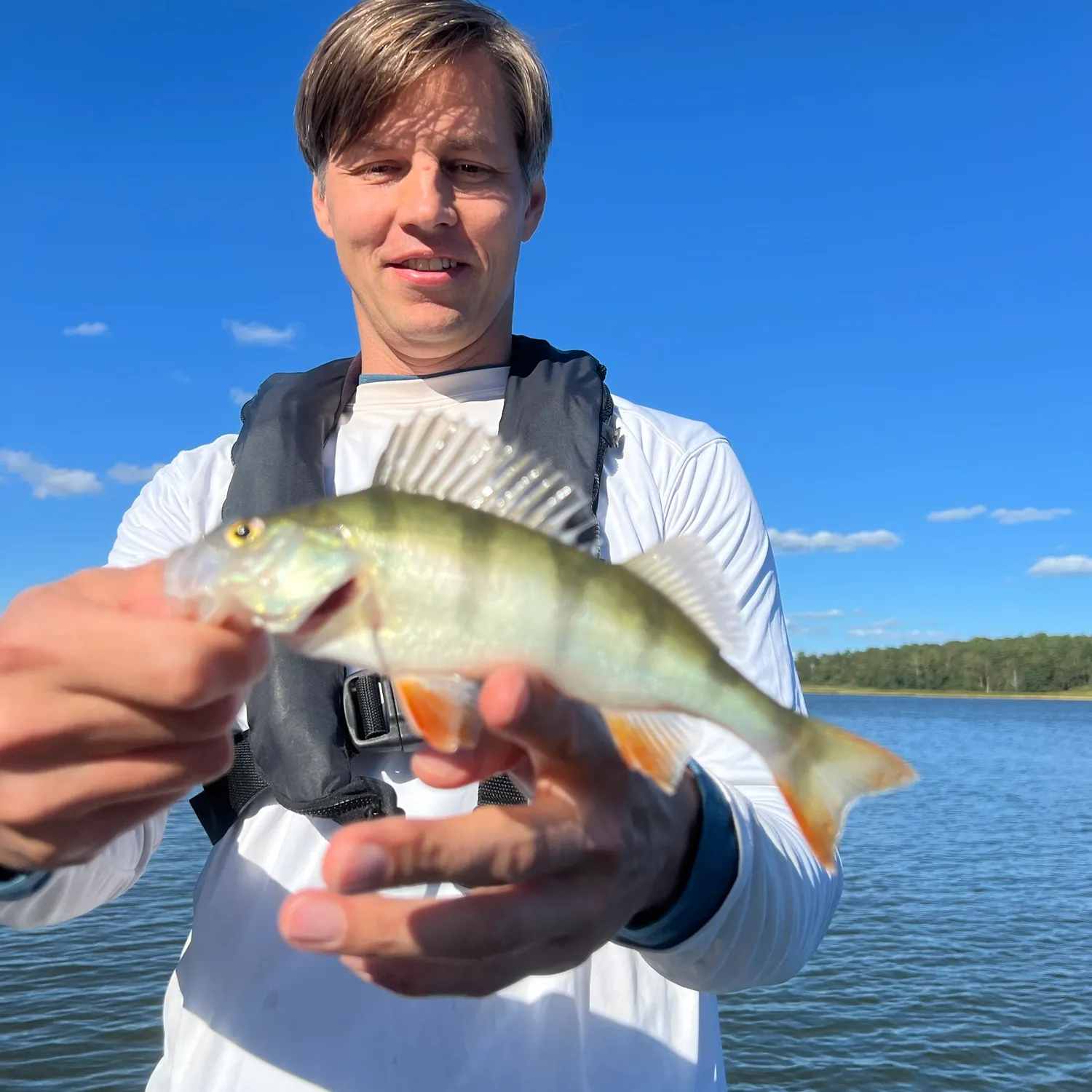European perch caught on Fishbrain