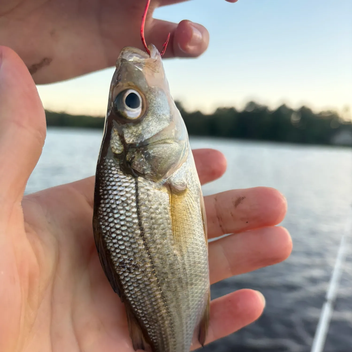 White perch caught on Fishbrain