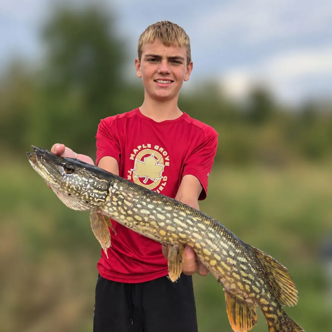 Northern pike caught on Fishbrain