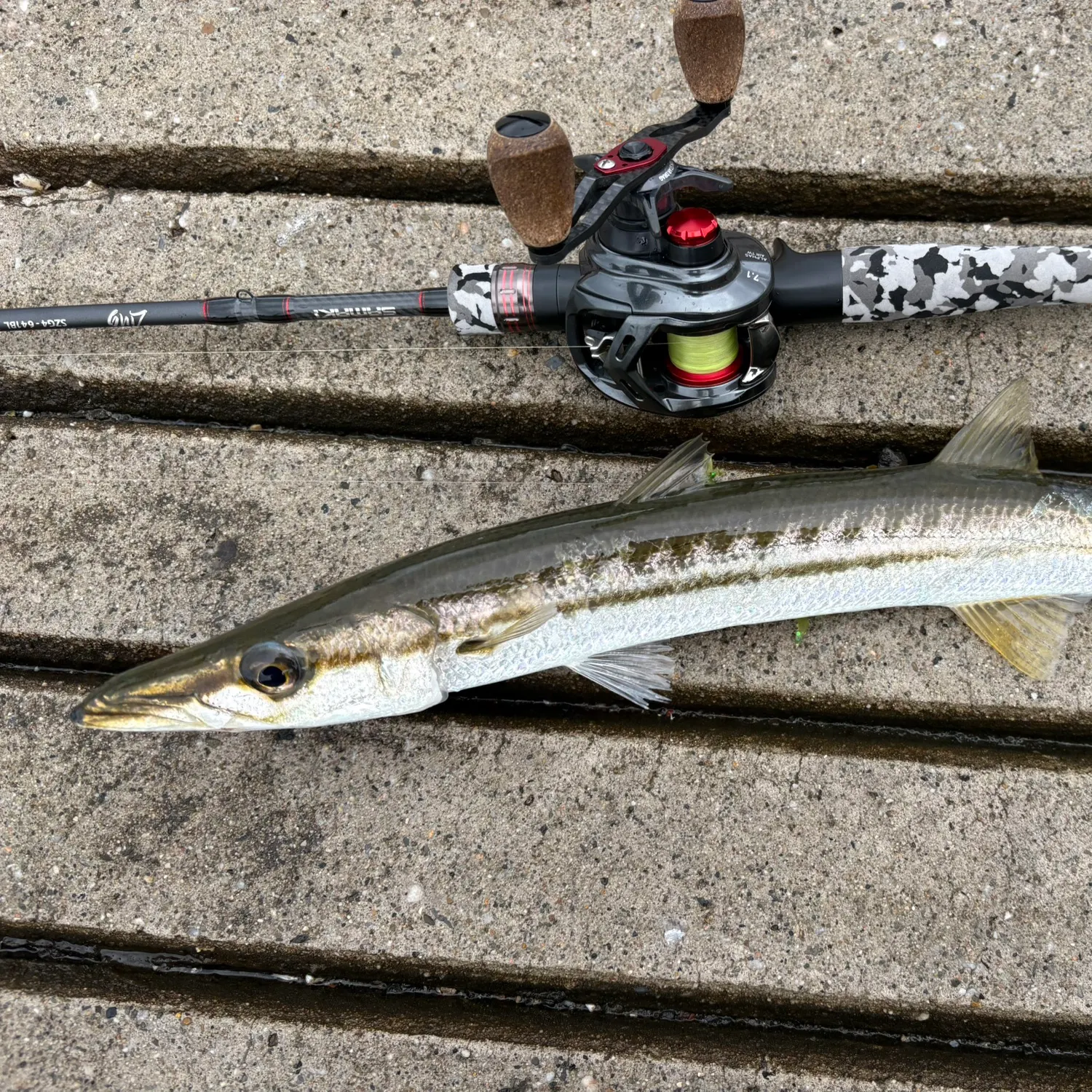 recently logged catches