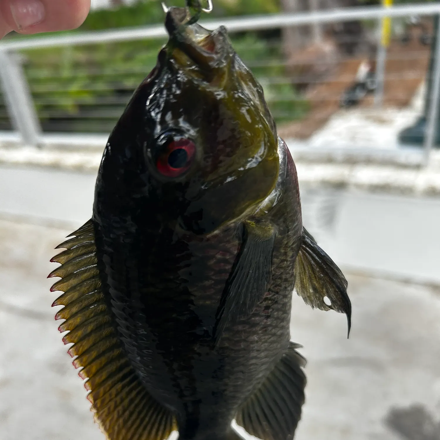 The most recent Mayan cichlid catches on Fishbrain