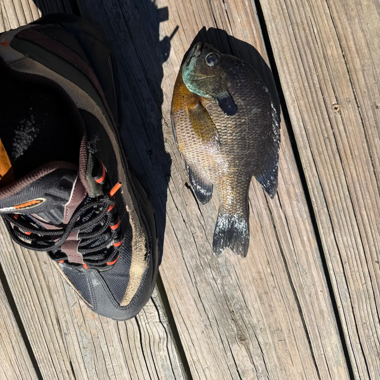 Bluegill caught on Fishbrain
