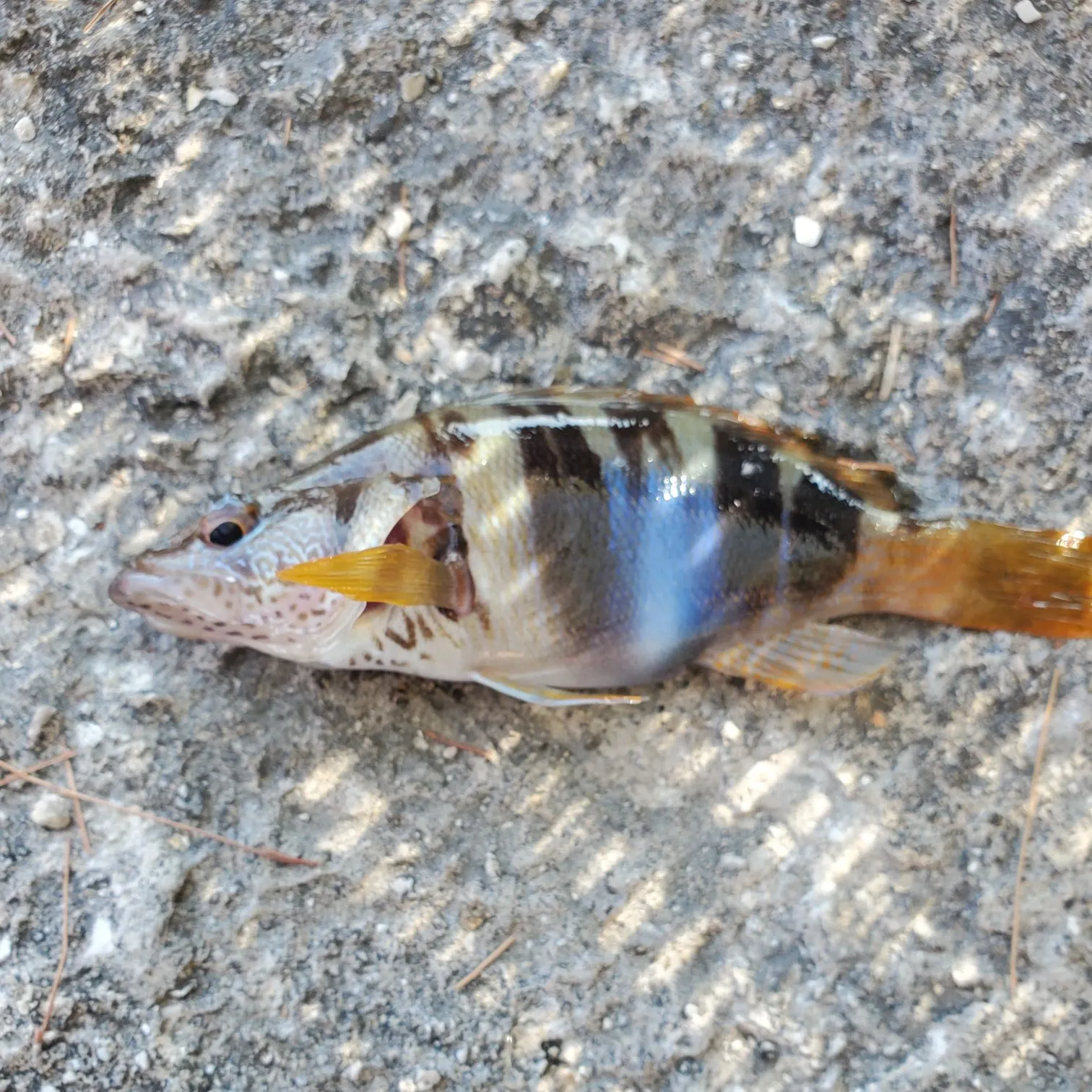 The most recent Painted comber catches on Fishbrain