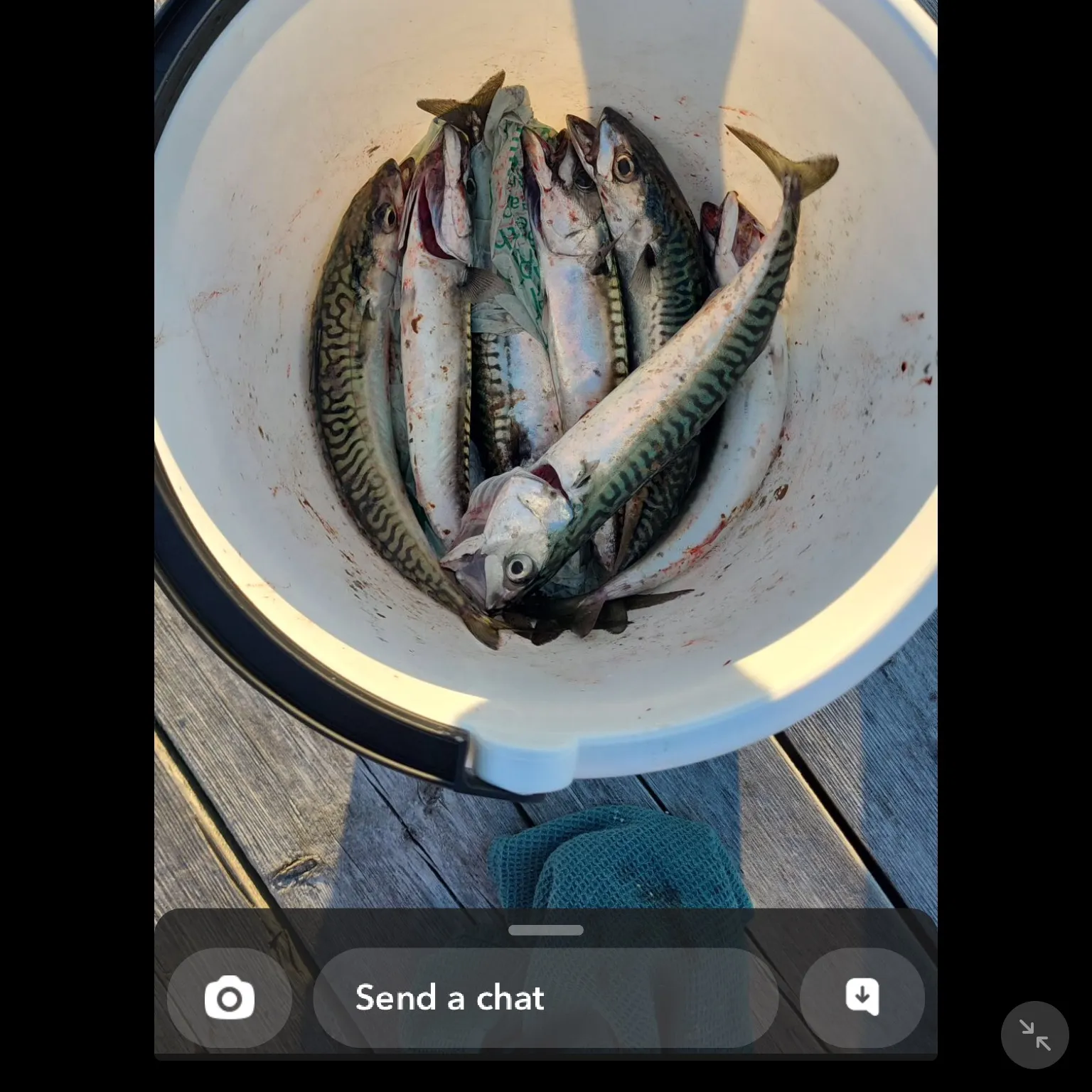 recently logged catches