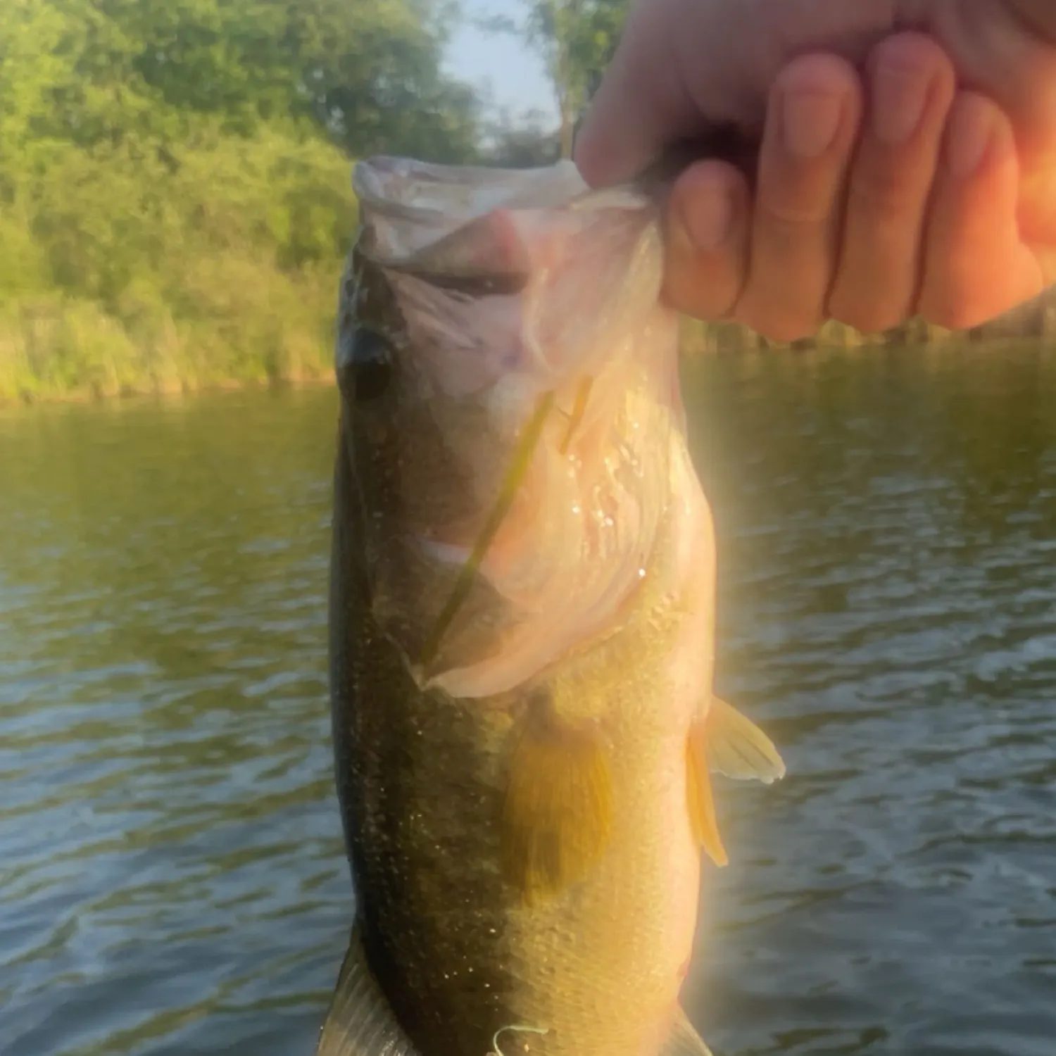 angler catch