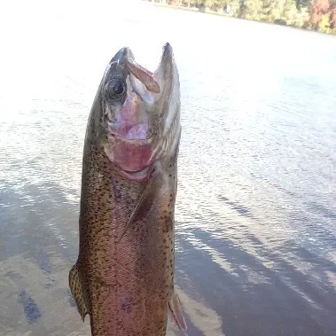 Rainbow trout caught on Fishbrain