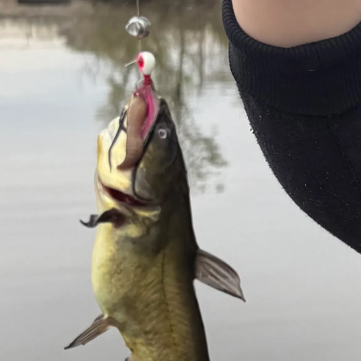 The most recent Black bullhead catches on Fishbrain