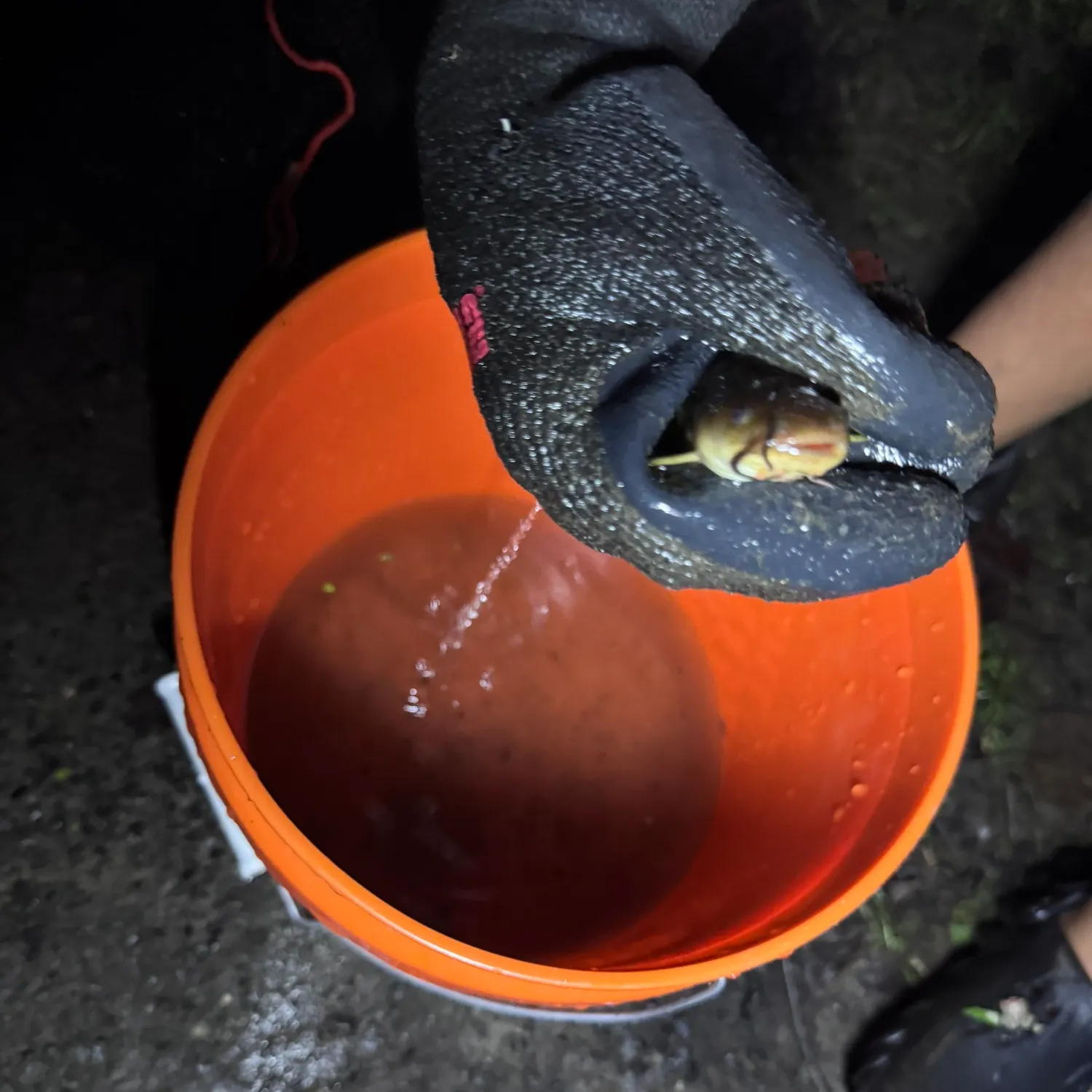 Channel catfish caught on Fishbrain