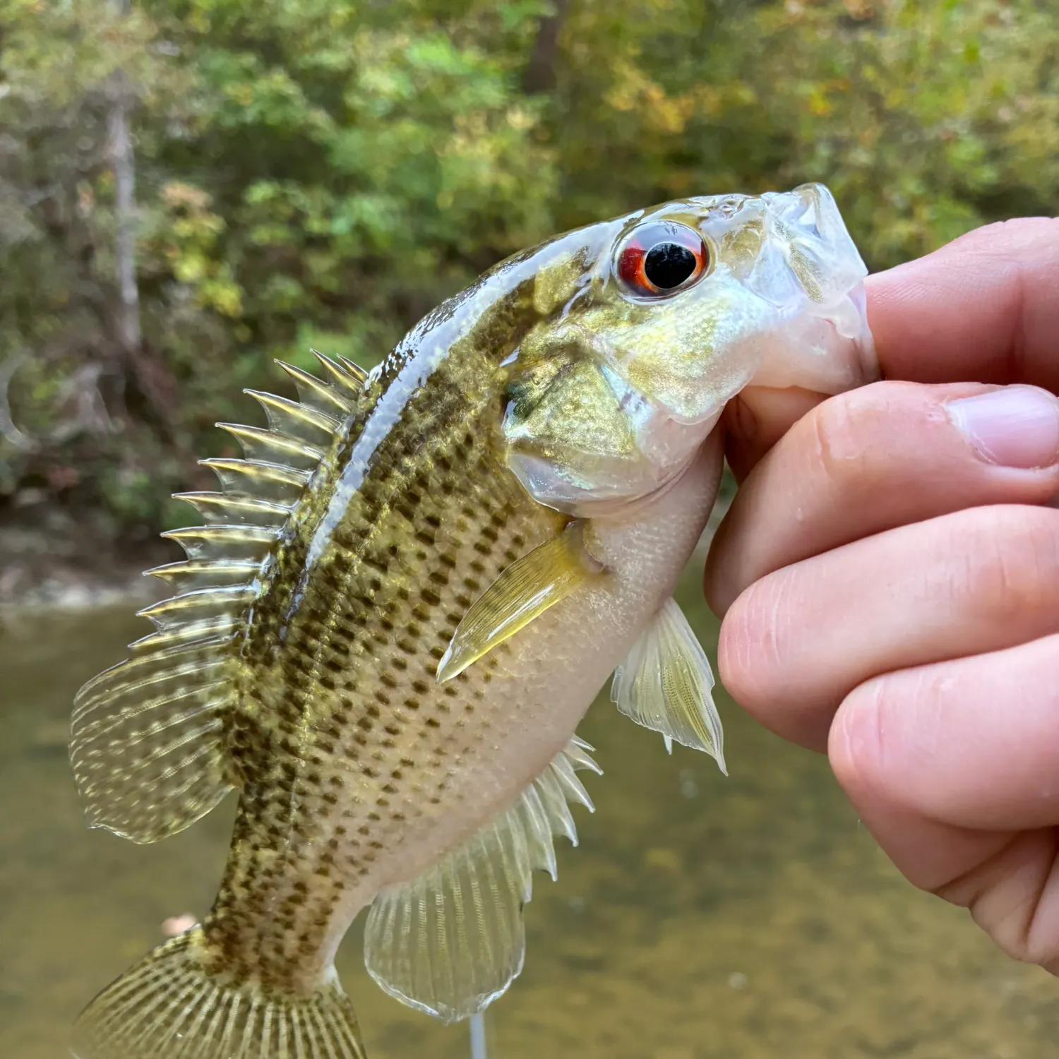 Rock bass caught on Fishbrain