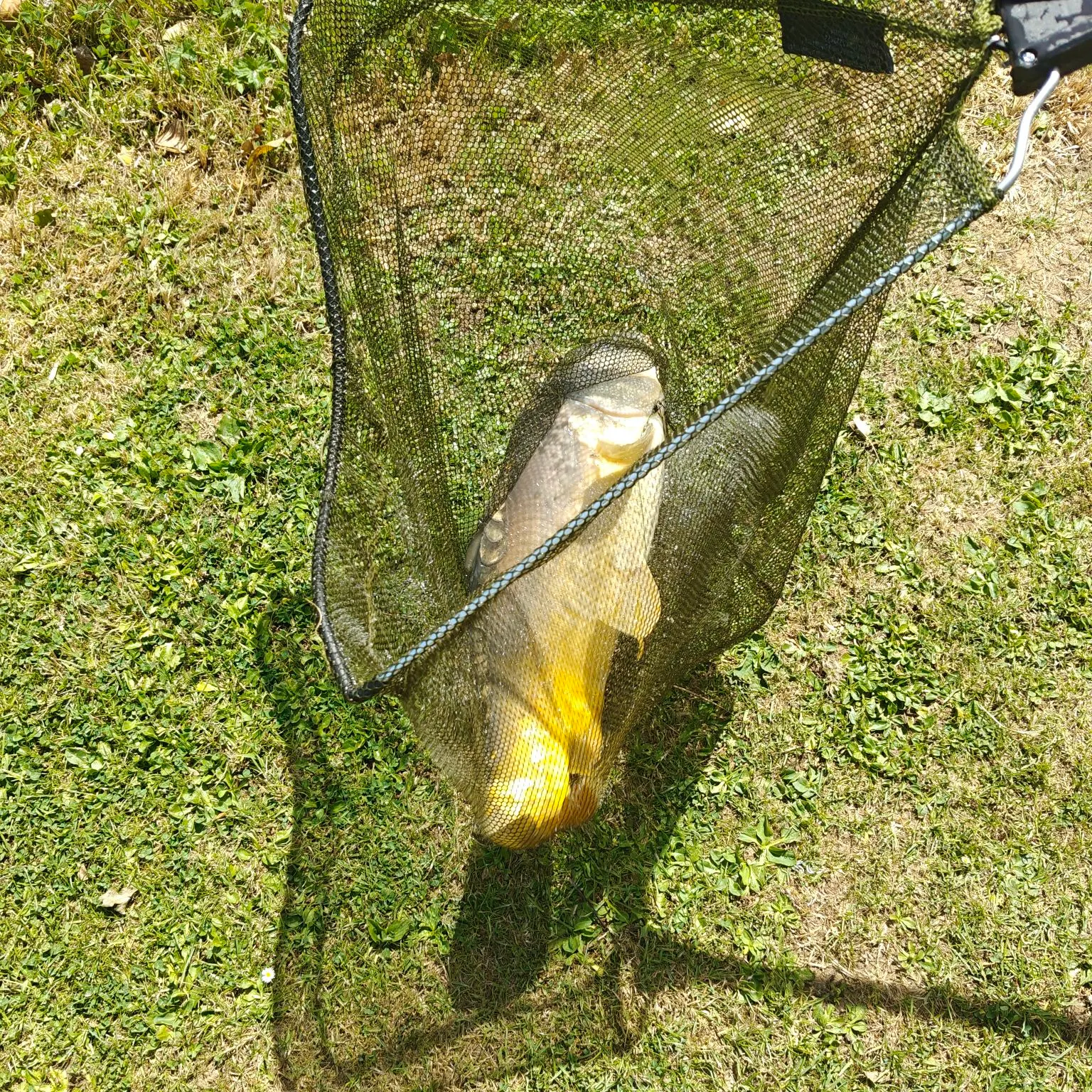 European perch caught on Fishbrain