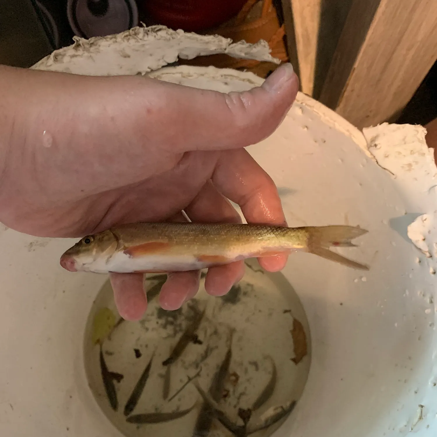 The most recent Western blacknose dace catches on Fishbrain