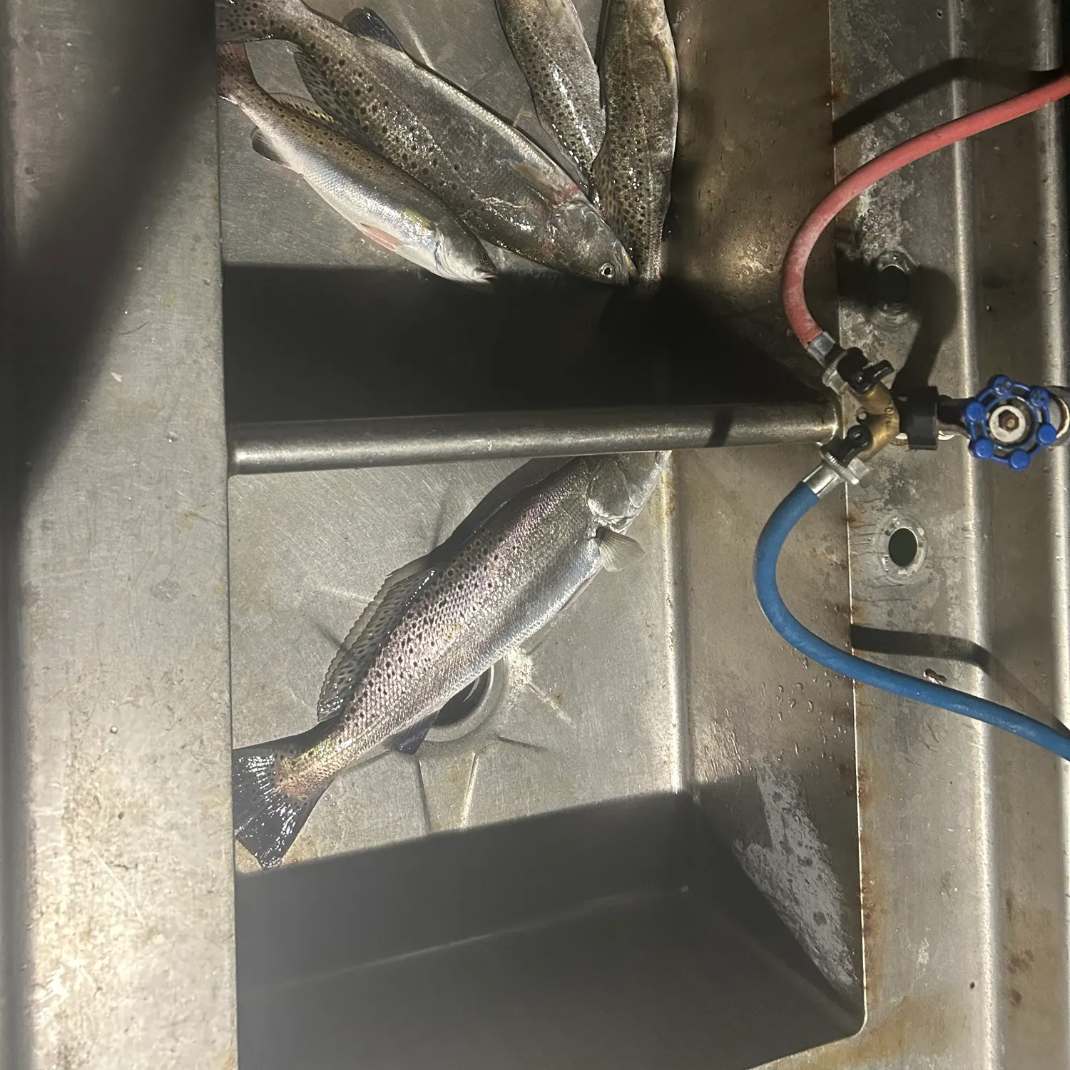 The most recent Spotted seatrout catches on Fishbrain