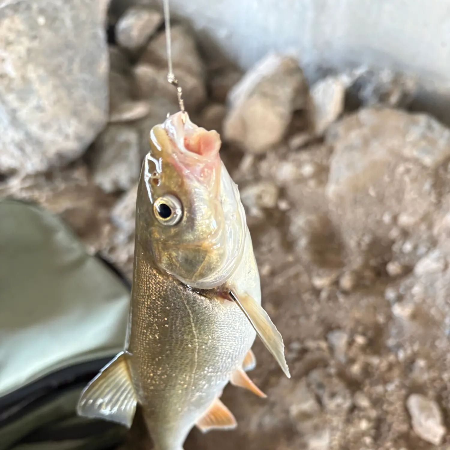 Chiselmouth caught on Fishbrain