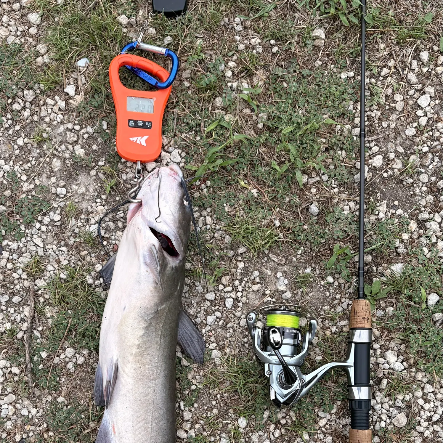 Channel catfish caught on Fishbrain