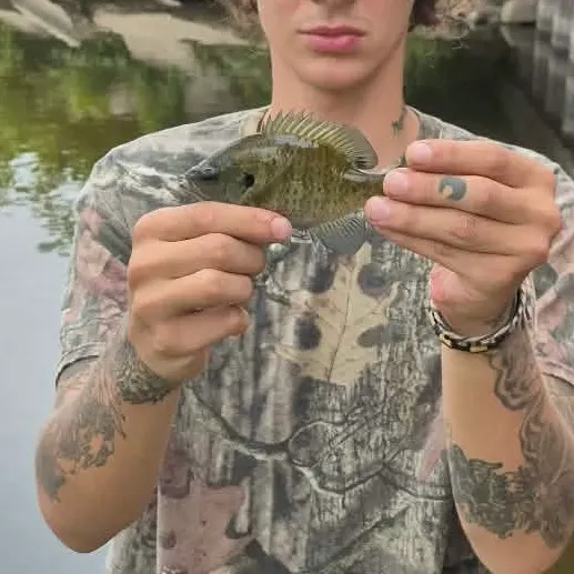 Bluegill caught on Fishbrain
