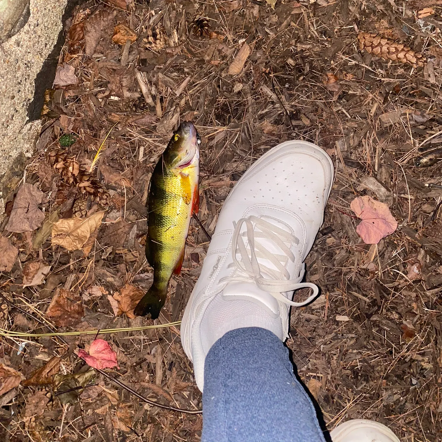 Yellow perch caught on Fishbrain