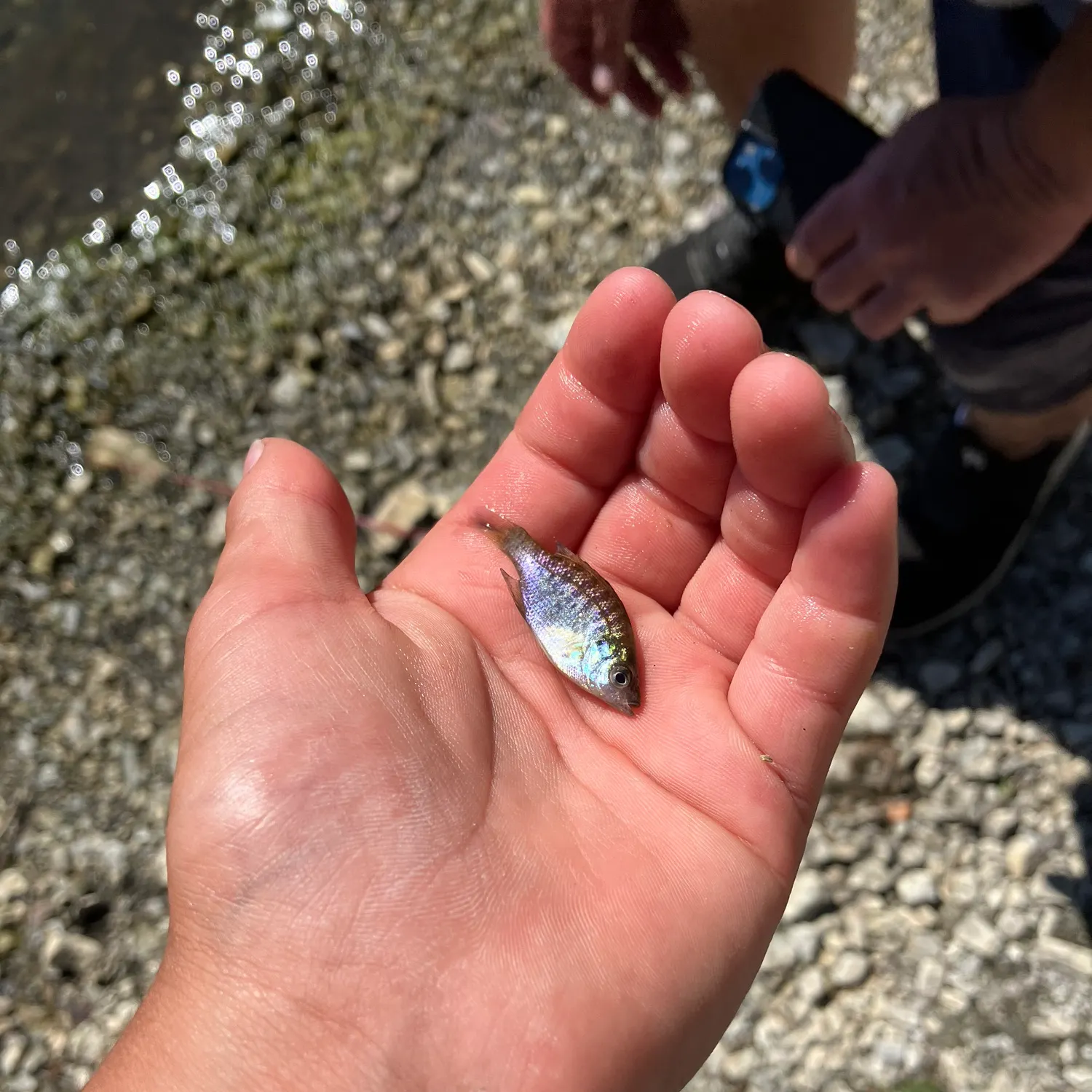 The most recent Goldstripe ponyfish catches on Fishbrain