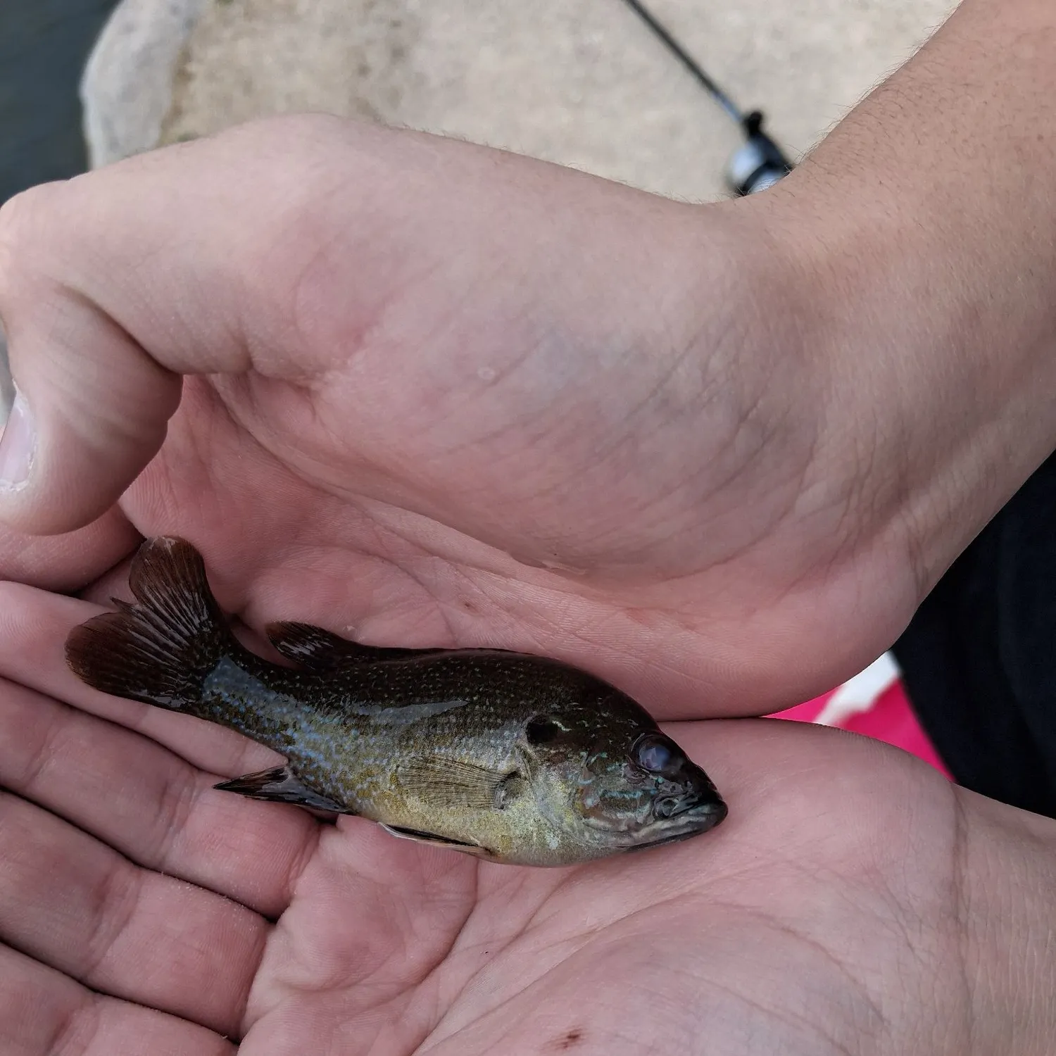 Bluegill caught on Fishbrain