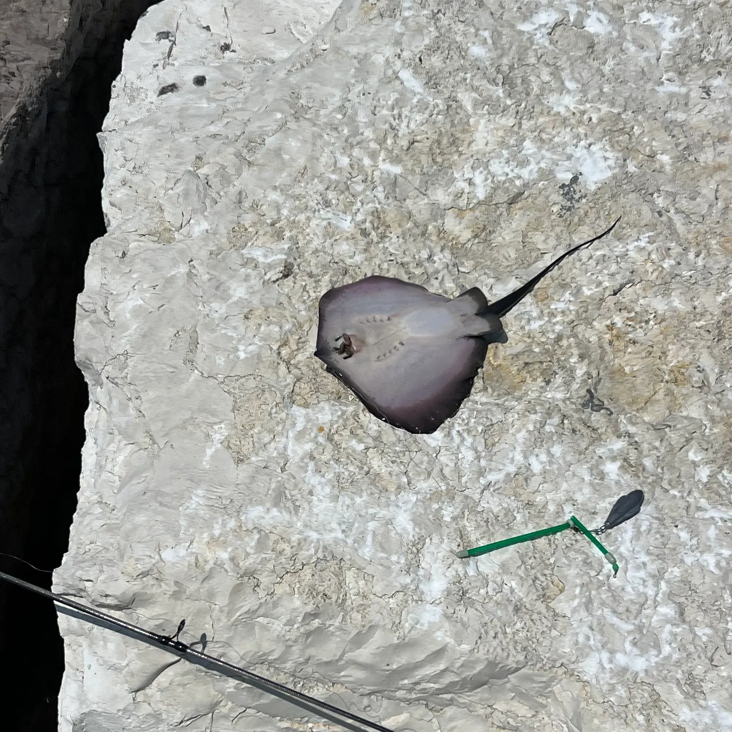 The most recent Common stingray catches on Fishbrain