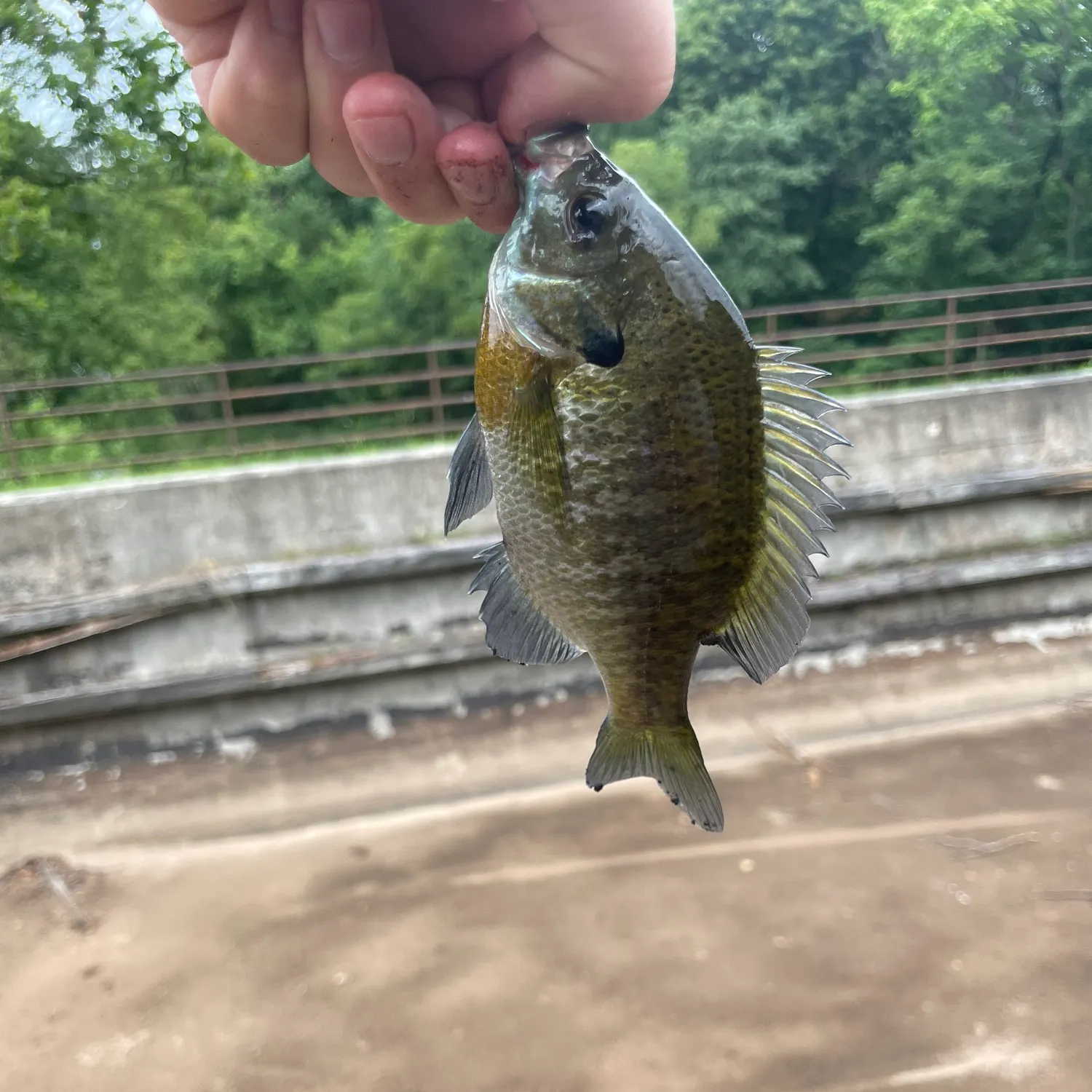 Bluegill caught on Fishbrain