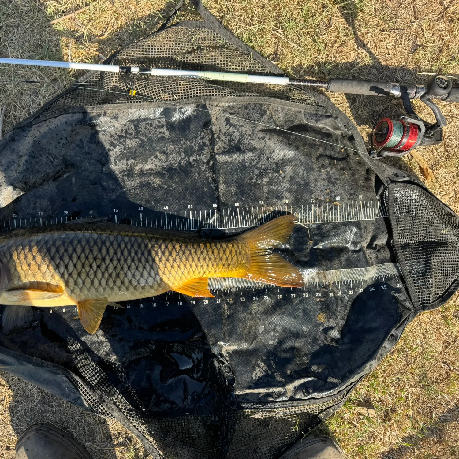 Common carp caught on Fishbrain