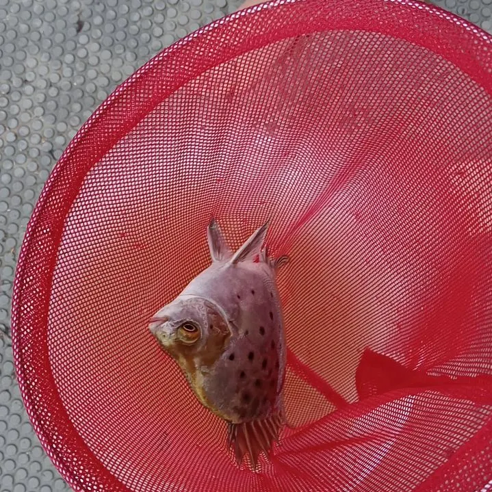 The most recent Spotted scat catches on Fishbrain