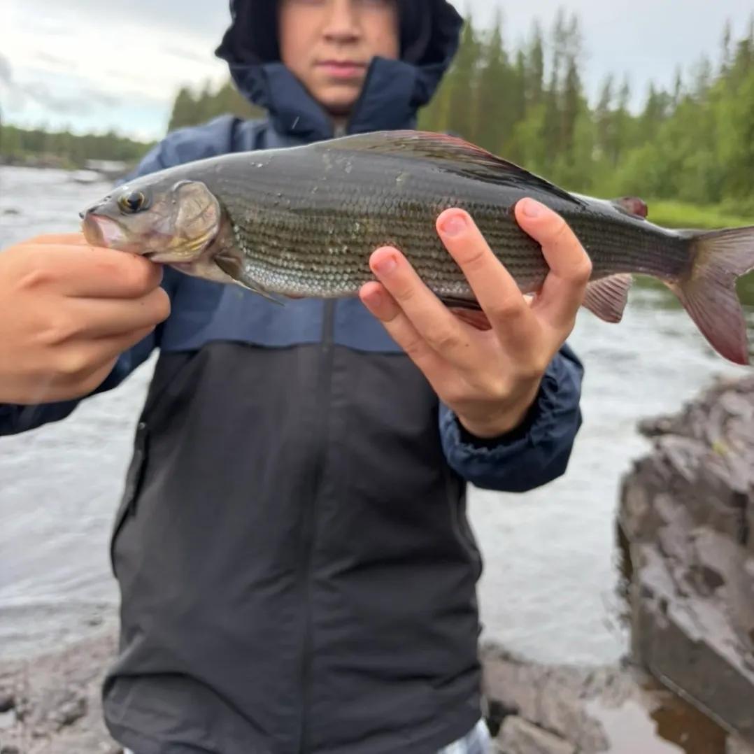 The most recent European grayling catches on Fishbrain