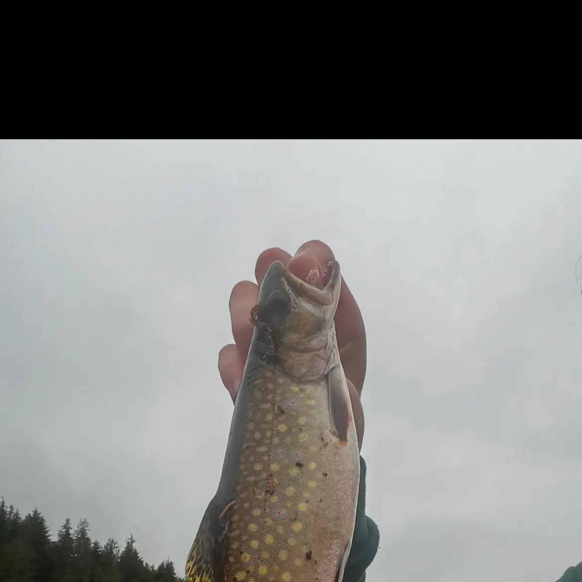 Brook trout caught on Fishbrain