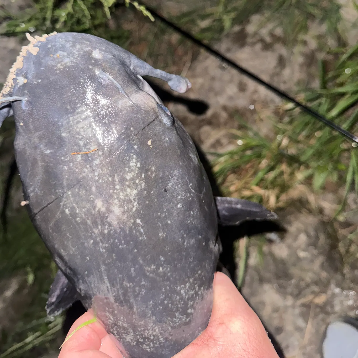 Channel catfish caught on Fishbrain