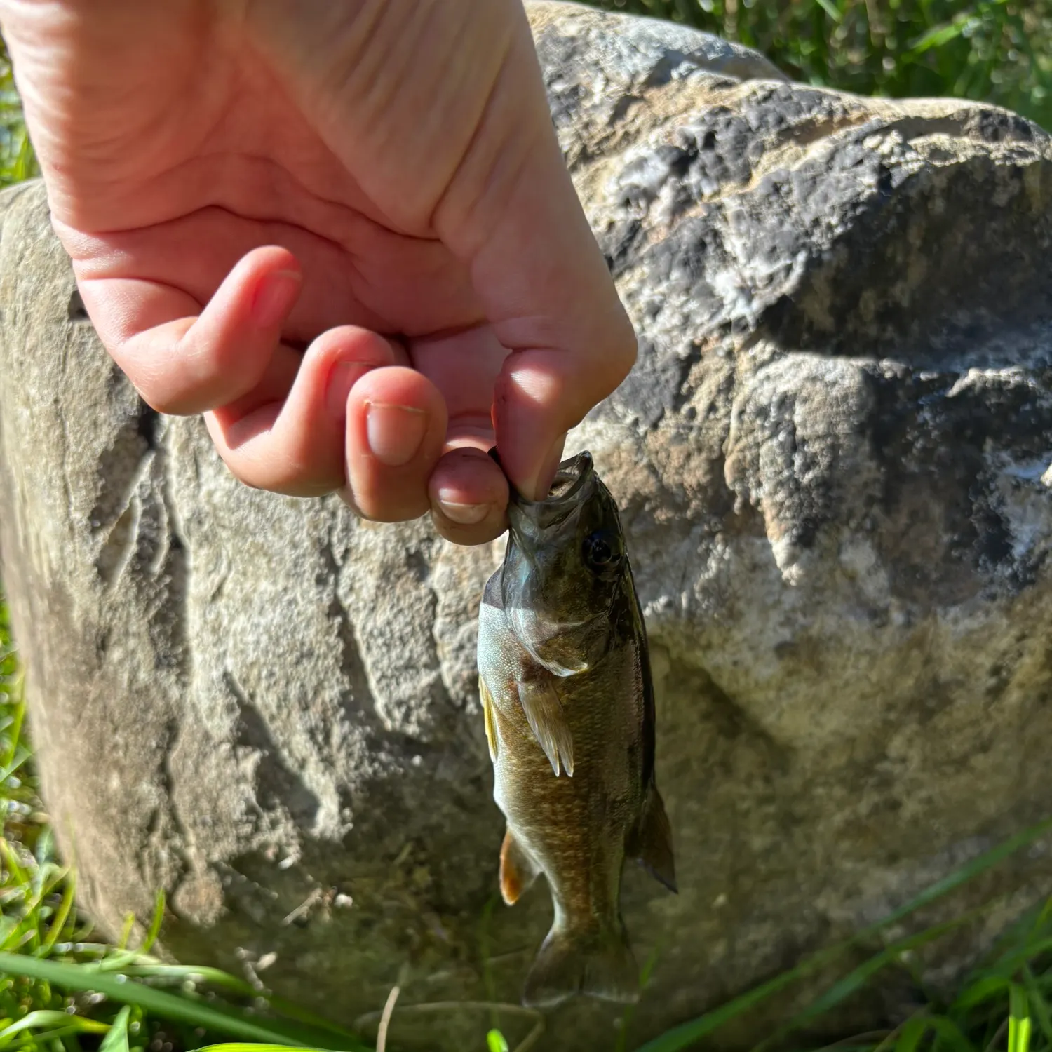 Smallmouth bass caught on Fishbrain