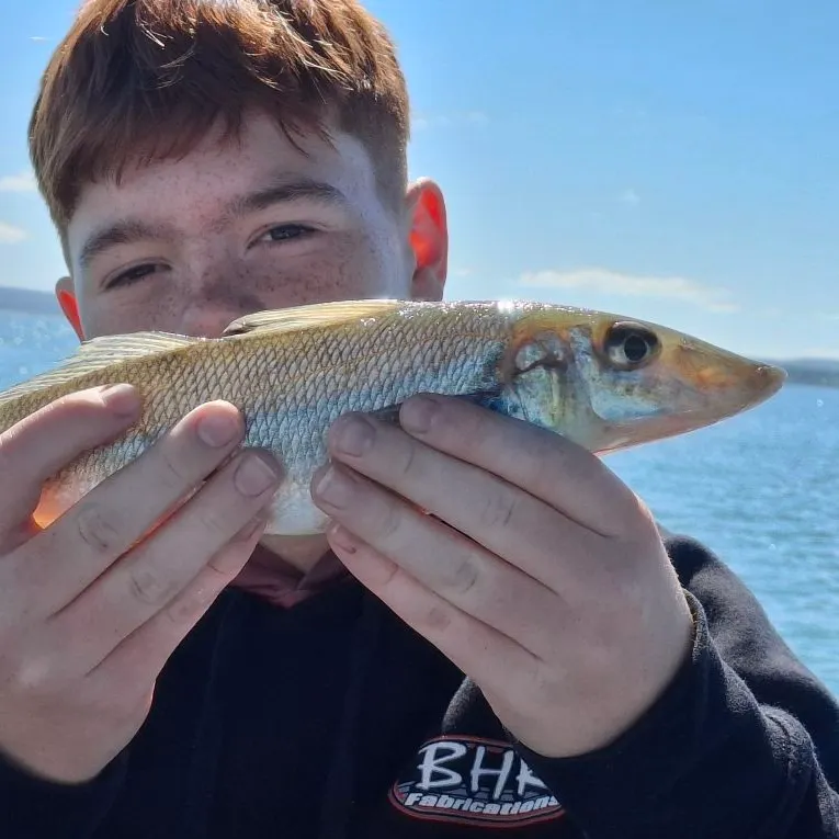 Sand sillago caught on Fishbrain
