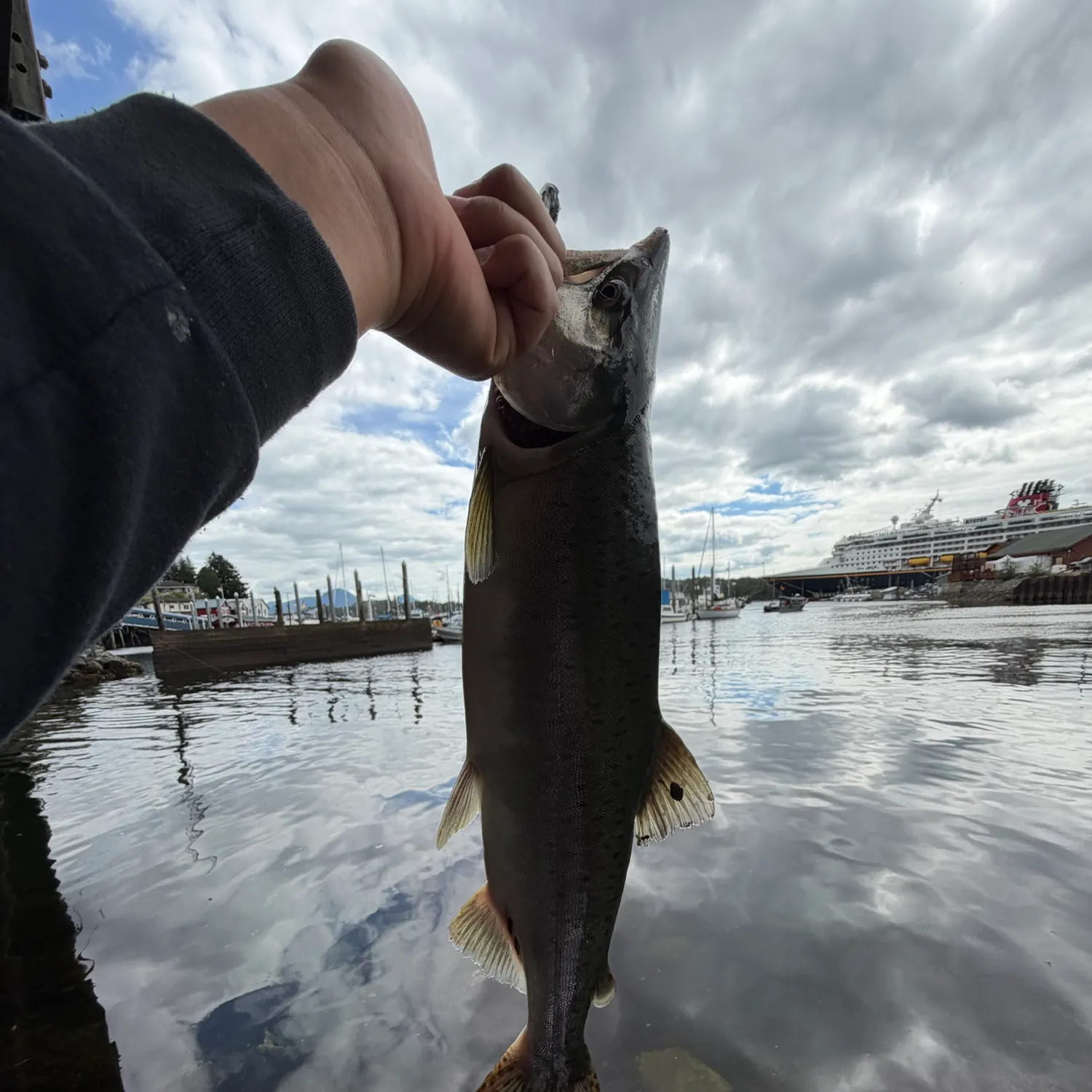 Pink salmon caught on Fishbrain
