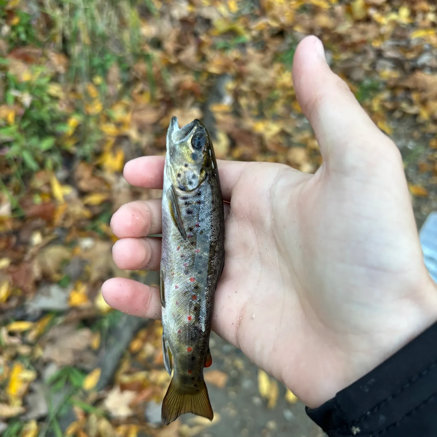 Brown trout caught on Fishbrain