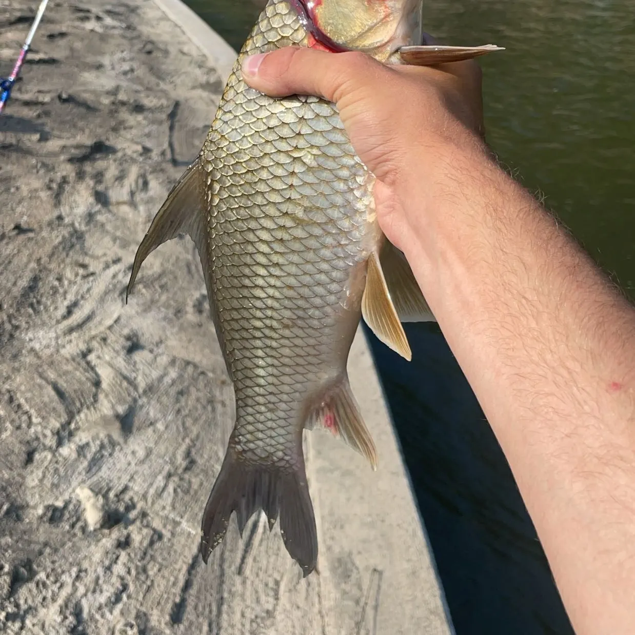 The most recent Quillback catches on Fishbrain