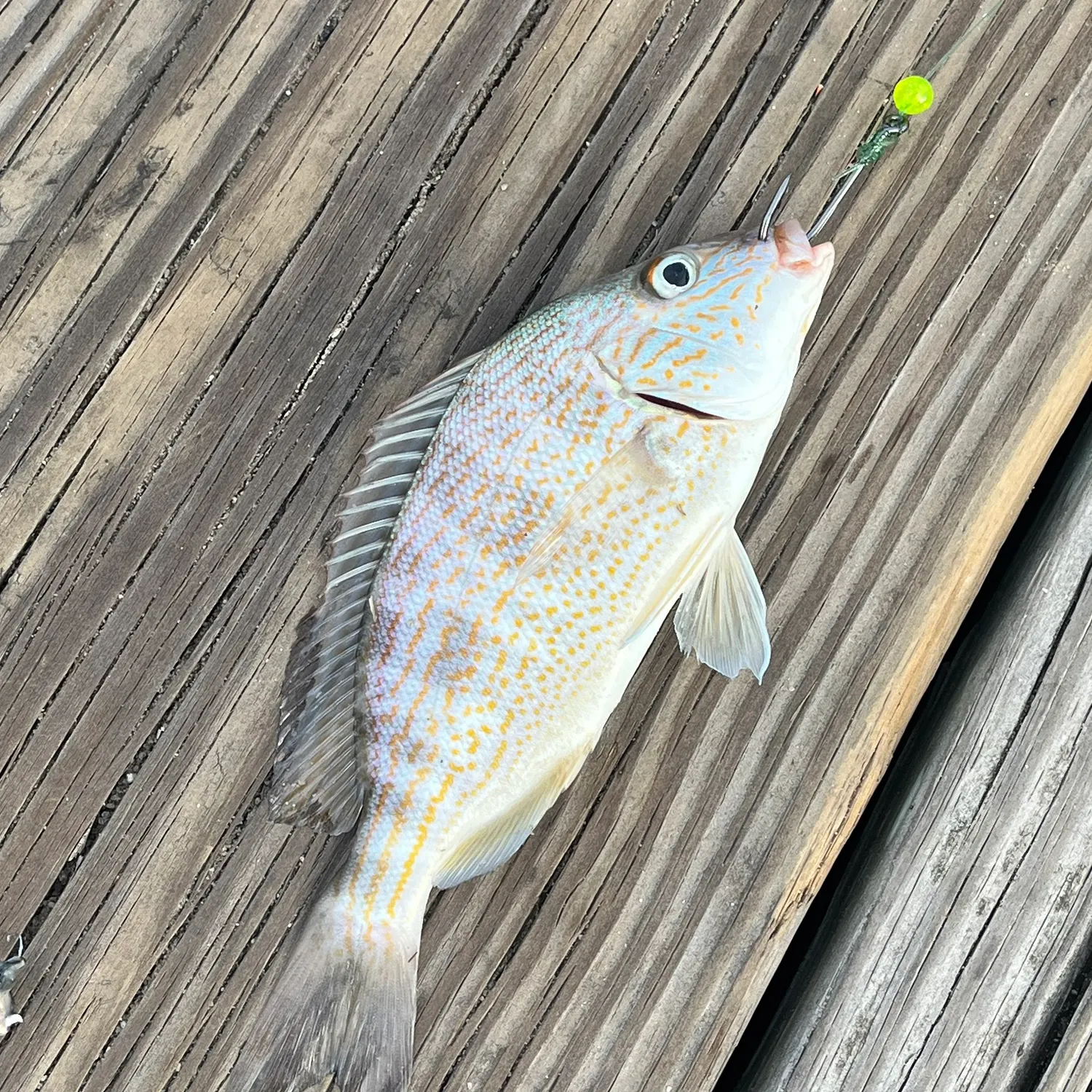 Atlantic croaker caught on Fishbrain