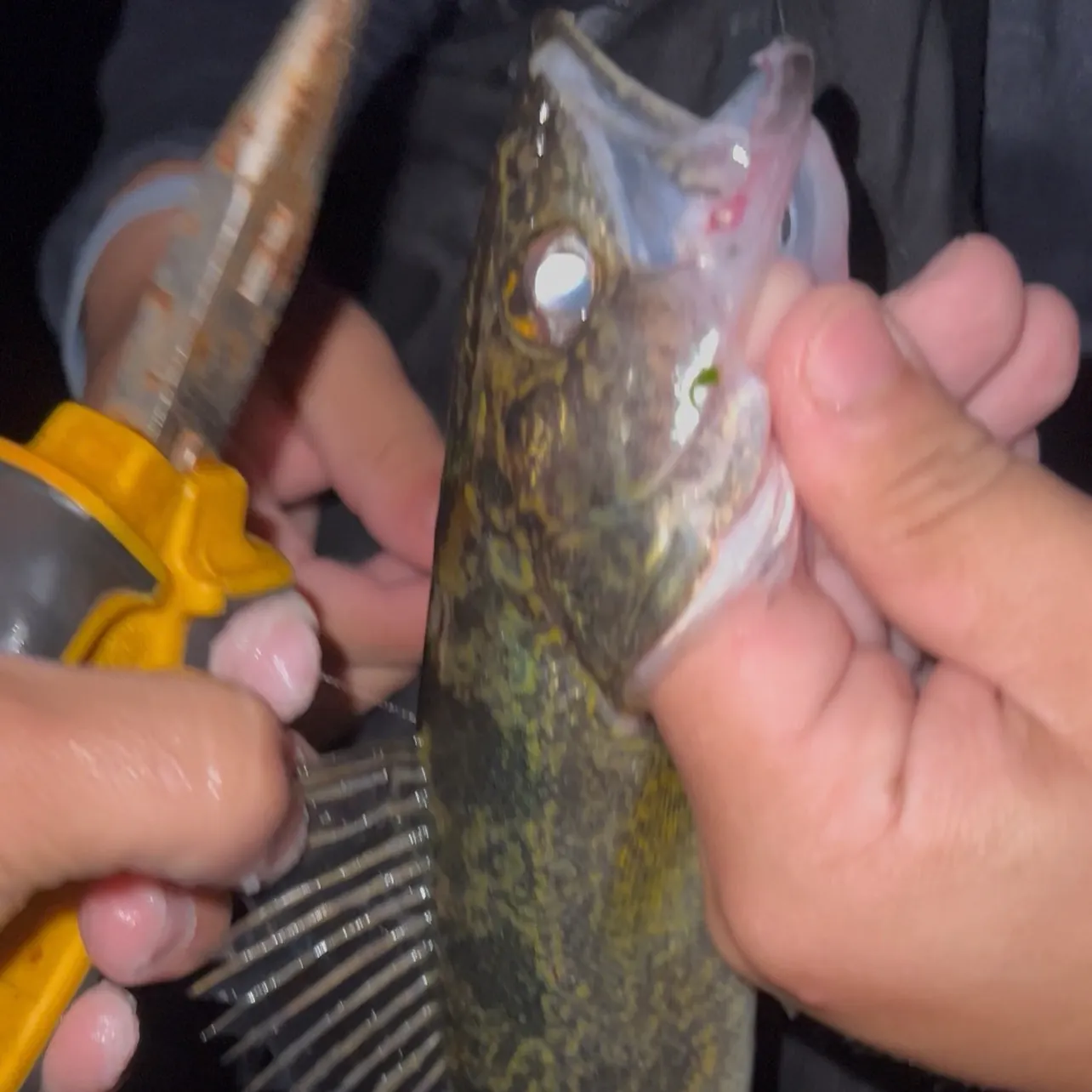 catch