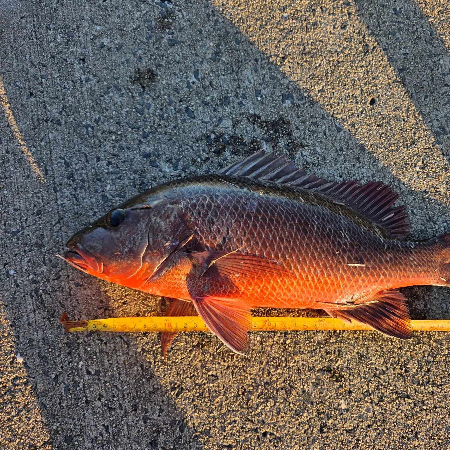 The most recent Mangrove red snapper catches on Fishbrain