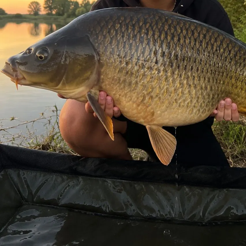 Common carp caught on Fishbrain