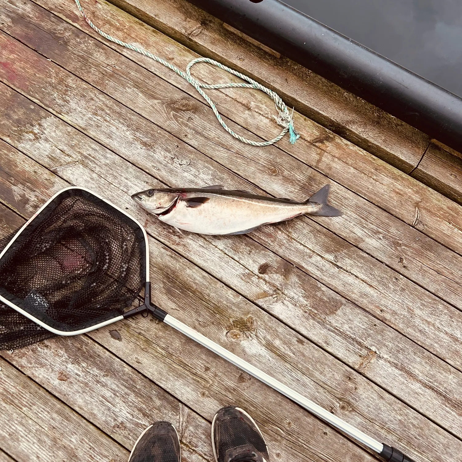 Atlantic pollock caught on Fishbrain
