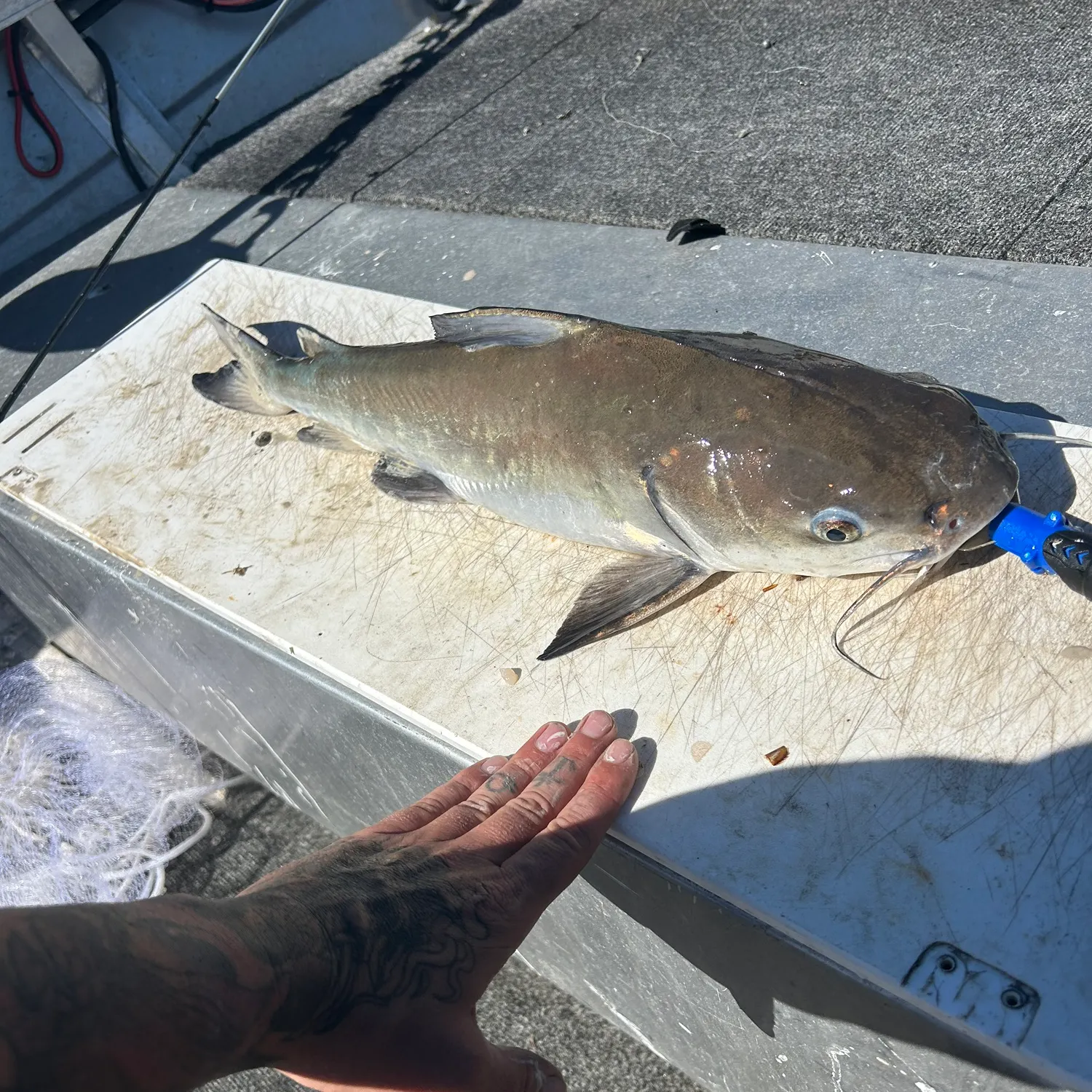 The most recent Blue salmon catfish catches on Fishbrain
