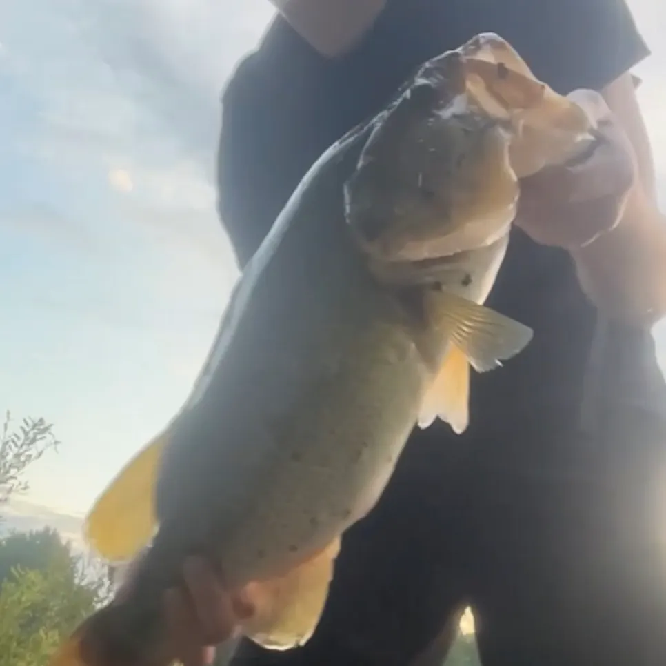 Largemouth bass caught on Fishbrain