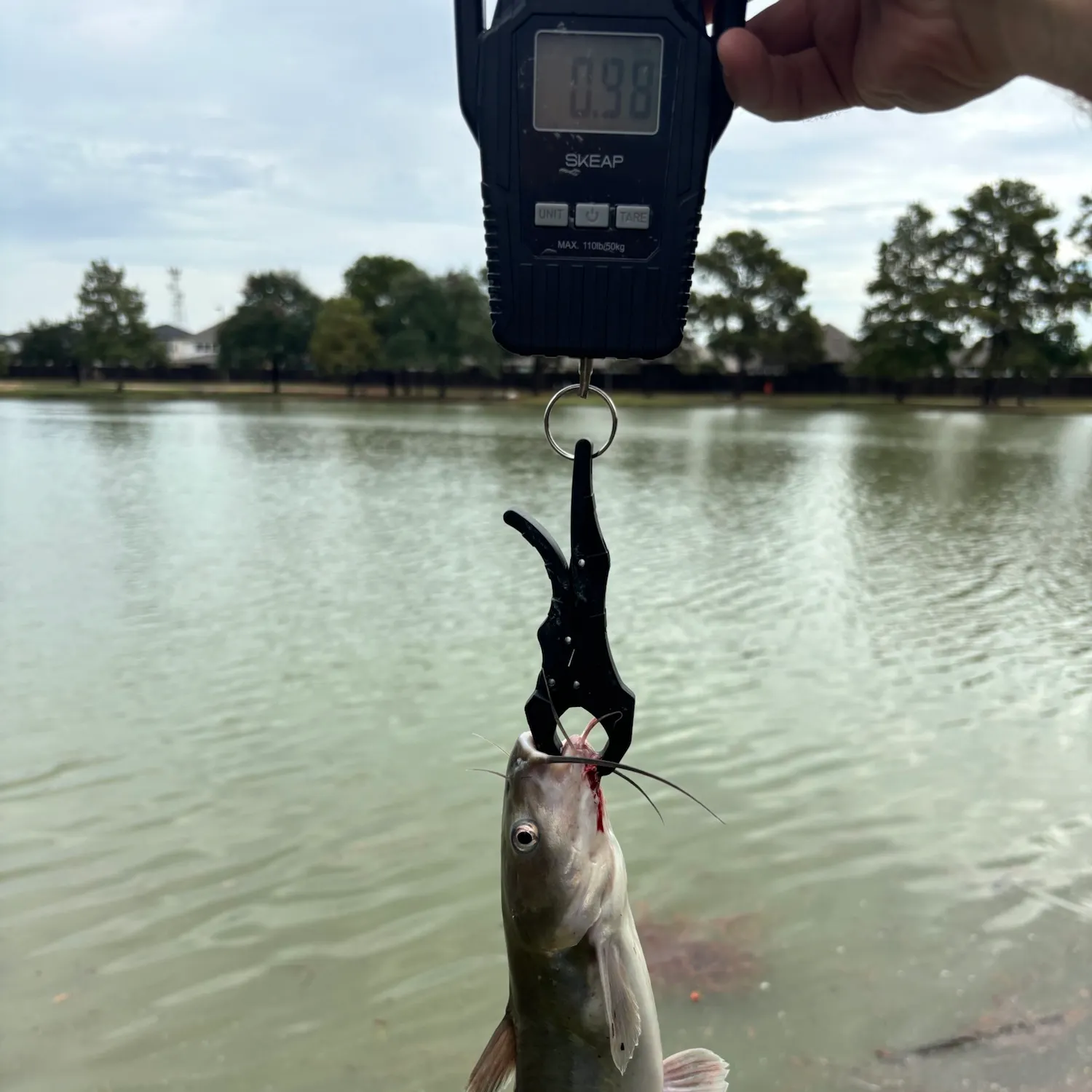 Channel catfish caught on Fishbrain