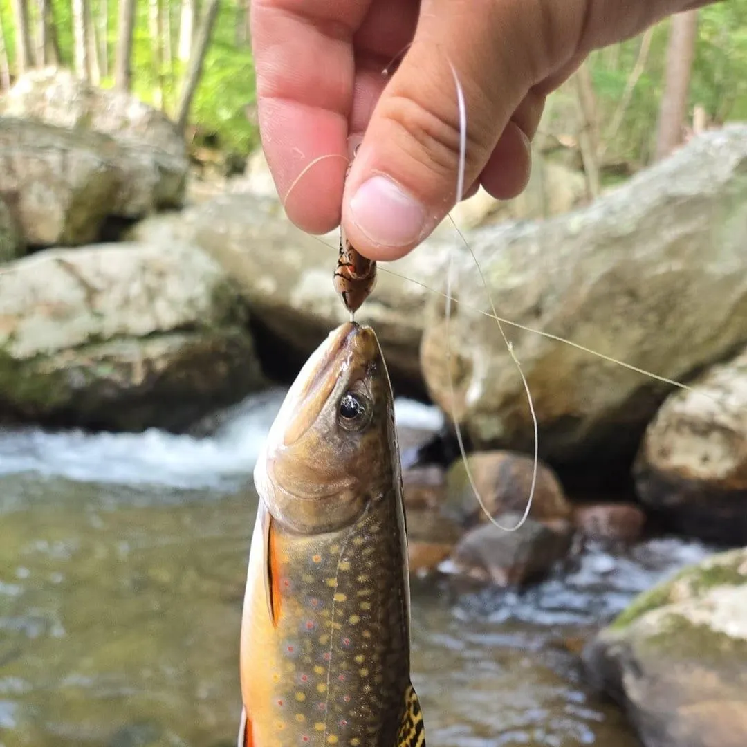 Brook trout caught on Fishbrain