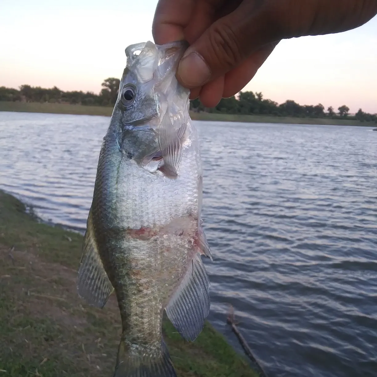 The most recent White crappie catches on Fishbrain