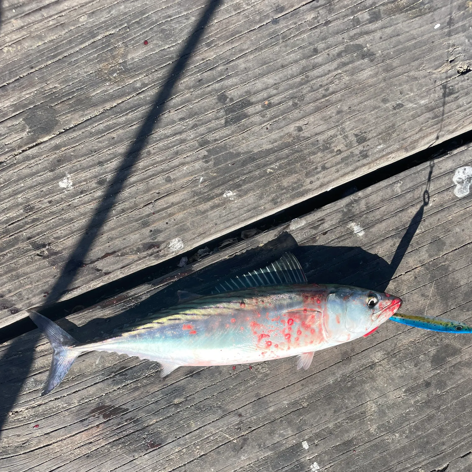 Pacific bonito caught on Fishbrain
