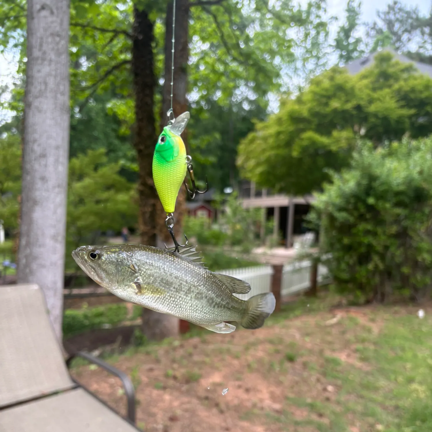 The most recent Redeye bass catches on Fishbrain