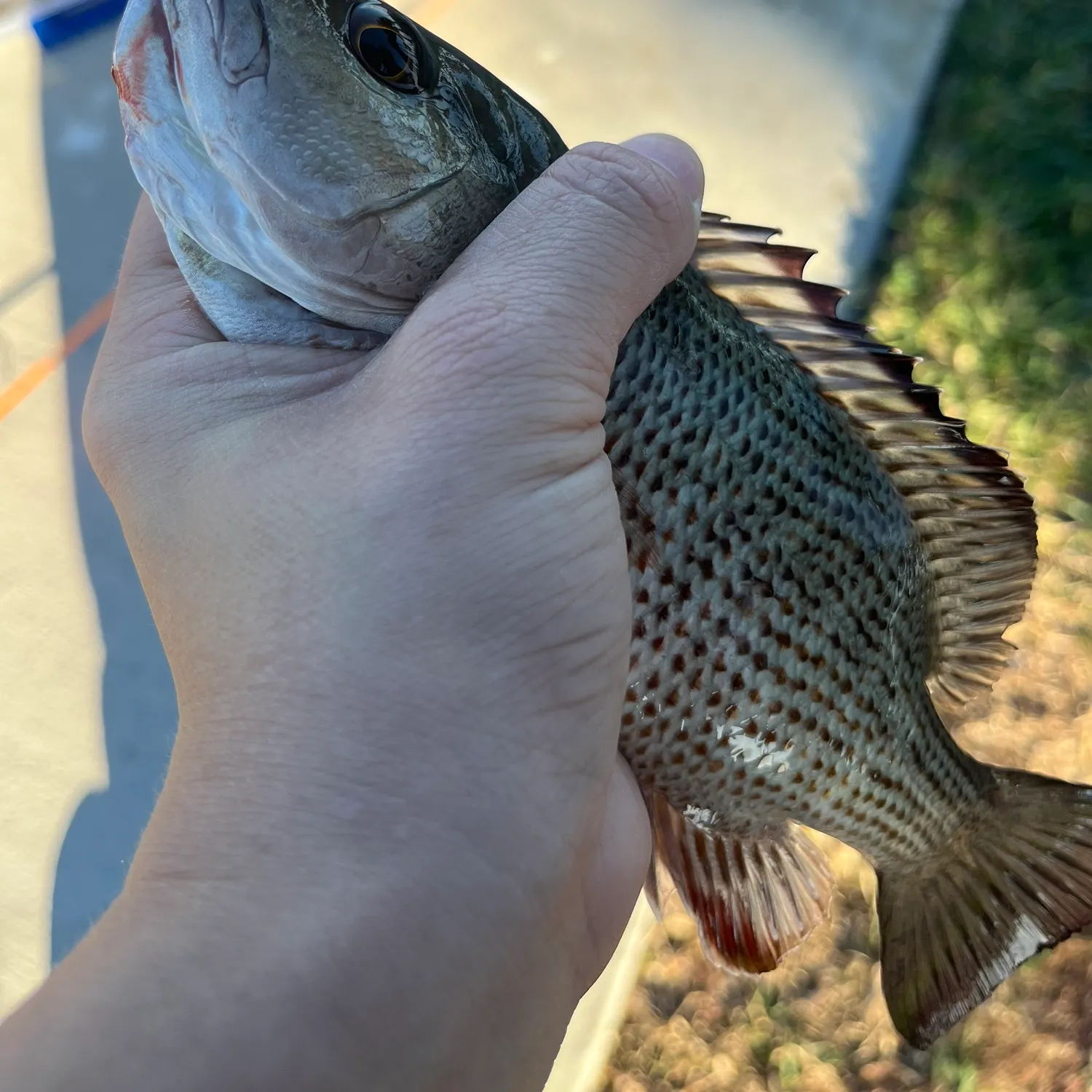 The most recent Mangrove snapper catches on Fishbrain