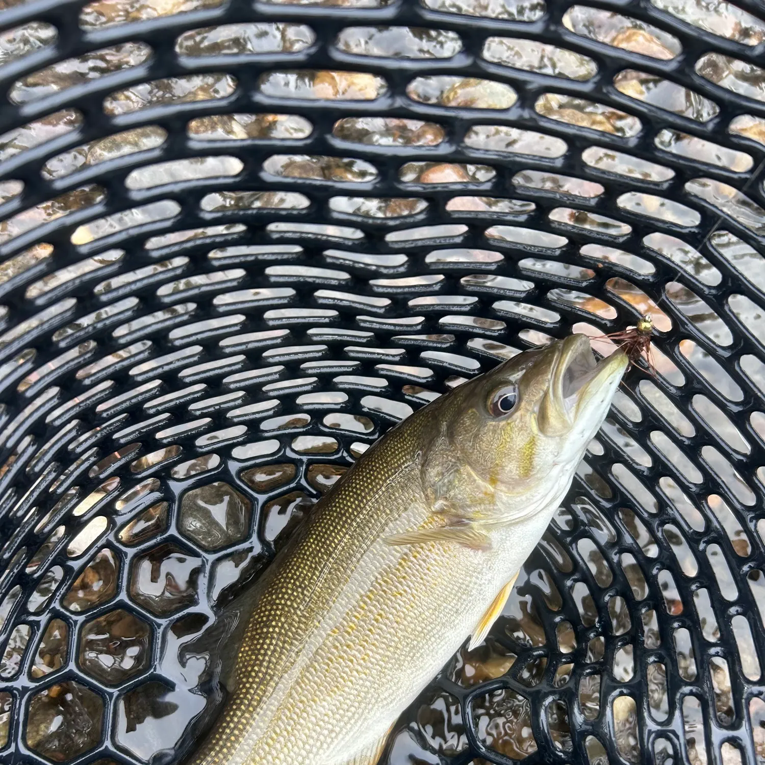 Smallmouth bass caught on Fishbrain
